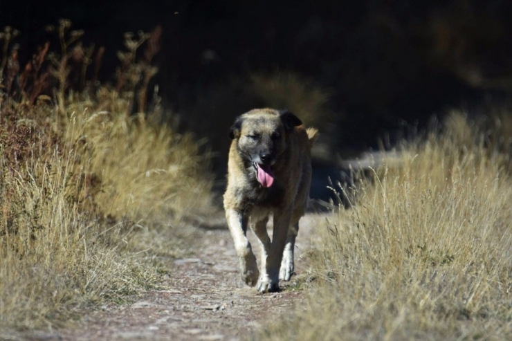 Başkent’in Yaban Hayatına Köpek Tehdidi Fotokapan İle Görüntülendi