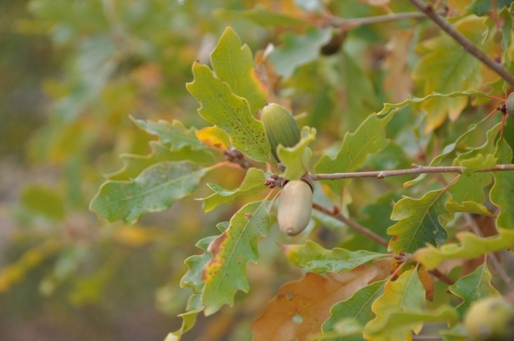Öğrenciler "Meşe Palamudu Toplama" Etkinliğinde Buluştu
