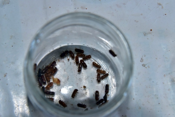 Kastamonu’da 40 Bin Böcek Ormanlara Salındı