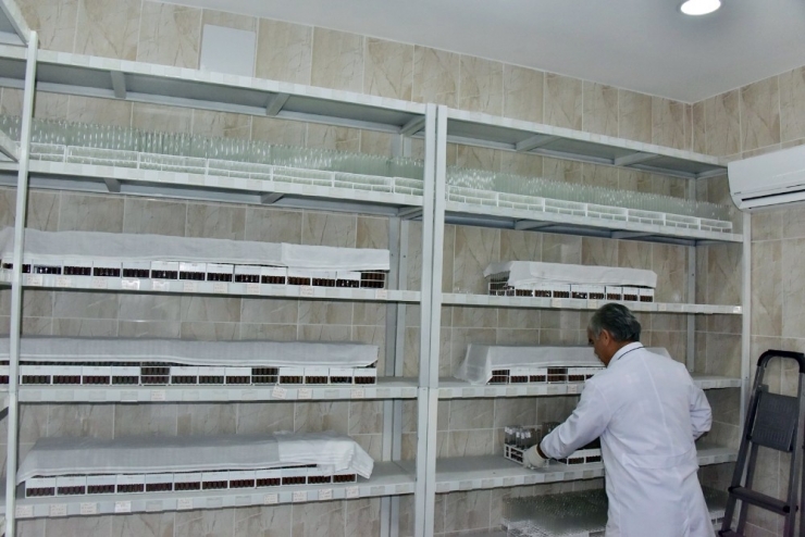 Kastamonu’da 40 Bin Böcek Ormanlara Salındı