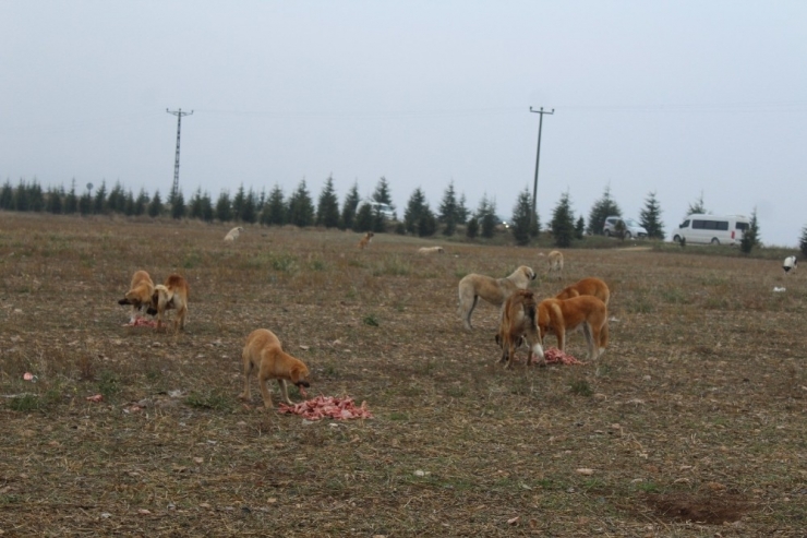 Yabani Hayvanlar Yemlendi