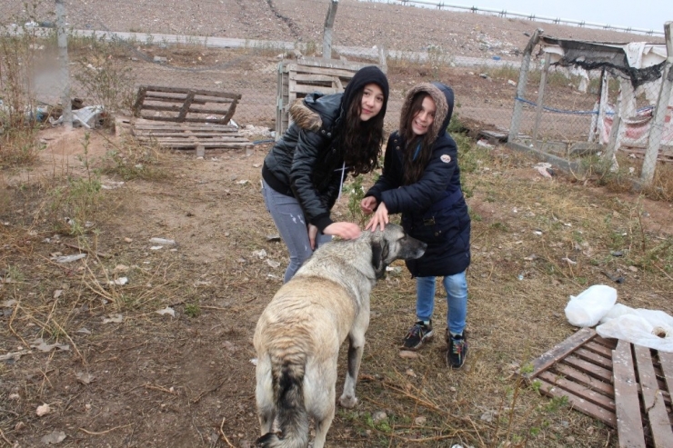 Yabani Hayvanlar Yemlendi