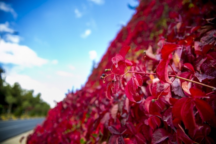 Sonbaharın Eşsiz Güzelliği Dülük’te Yaşanıyor