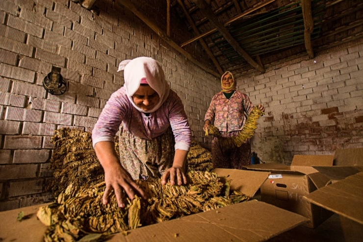 Mafod, Sanat Yaşamına Ödüllerle Başladı