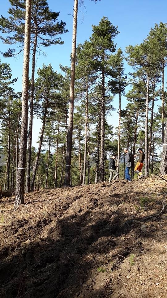 Akdağmadeni’nde Sarıçam Doğal Gençleştirme Çalışmaları Yapıldı