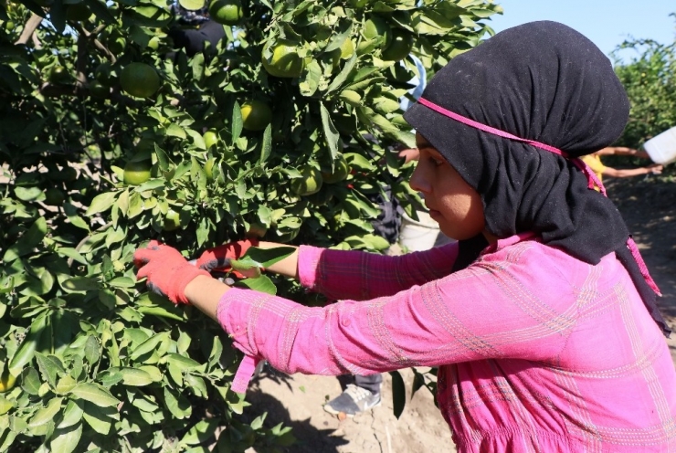 Ailesi İçin Okulu Bırakıp Tarlada Çalışıyor