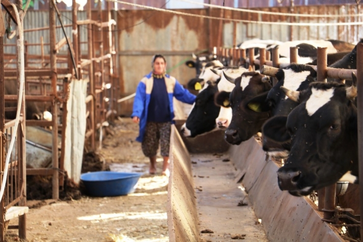 4 Bilezikle Servet Sahibi Oldu