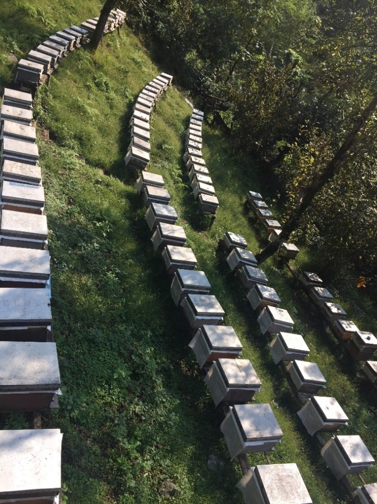 Doğu Karadeniz’de Geleneksel Arıcılık Tükenmek Üzere