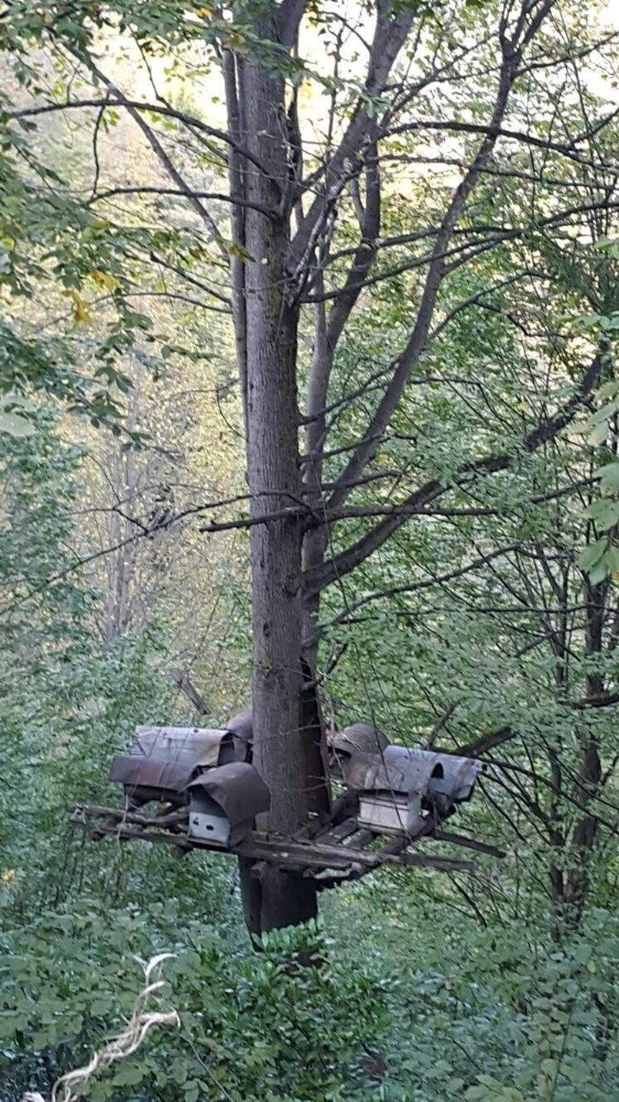 Doğu Karadeniz’de Geleneksel Arıcılık Tükenmek Üzere