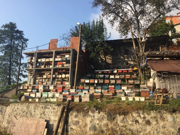 Doğu Karadeniz’de Geleneksel Arıcılık Tükenmek Üzere