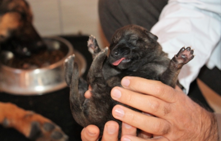Köylü Ağlayarak Yardım İstedi, 21 Yavru Köpek Kurtarıldı