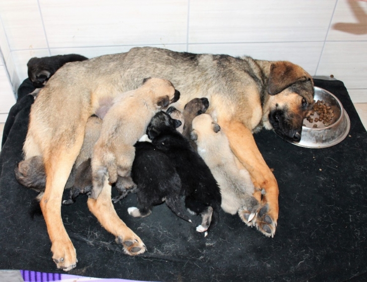 Köylü Ağlayarak Yardım İstedi, 21 Yavru Köpek Kurtarıldı