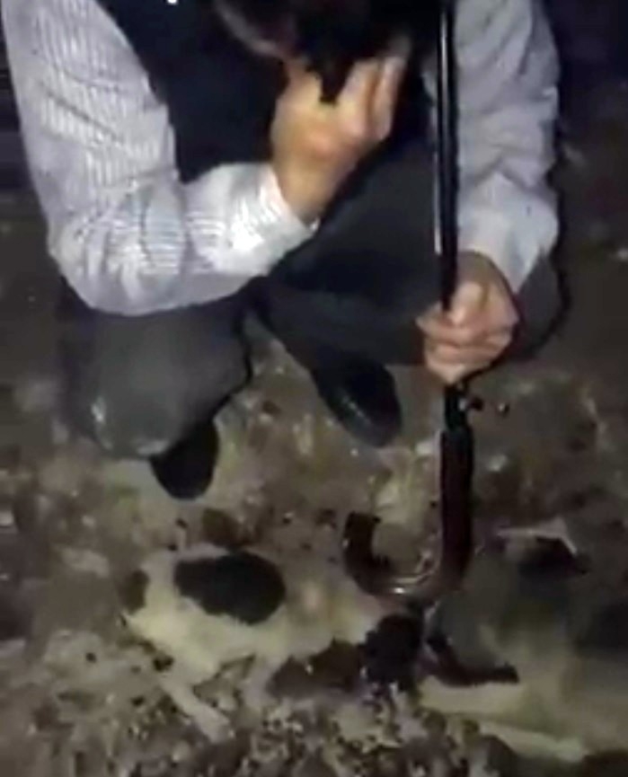 Köylü Ağlayarak Yardım İstedi, 21 Yavru Köpek Kurtarıldı