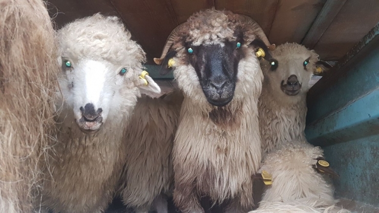 Romanya’dan Gelen 148 Koyun Amasralılara Teslim Edildi