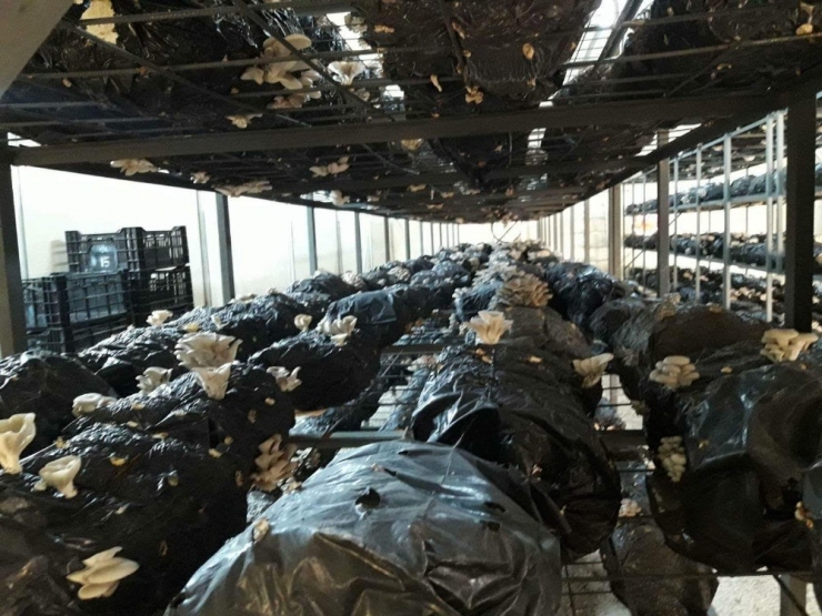 Hibe Desteğiyle Sera Kurdu, İstiridye Mantarı Yetiştiriyor