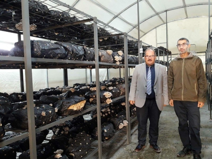 Hibe Desteğiyle Sera Kurdu, İstiridye Mantarı Yetiştiriyor