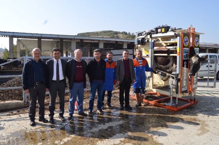 Büyükbaş Hayvanlara Tırnak Bakımı Uyarısı