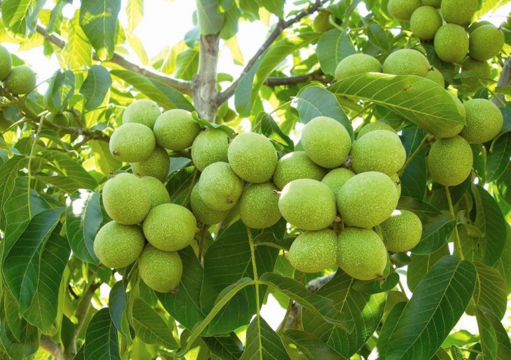 Mersin’de 2017’de 1,5 Milyondan Fazla Gelir Getirici Tür Toprakla Buluştu