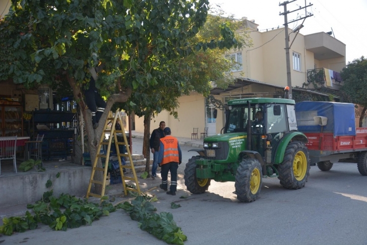 Ağaçlar Kışa Hazırlanıyor