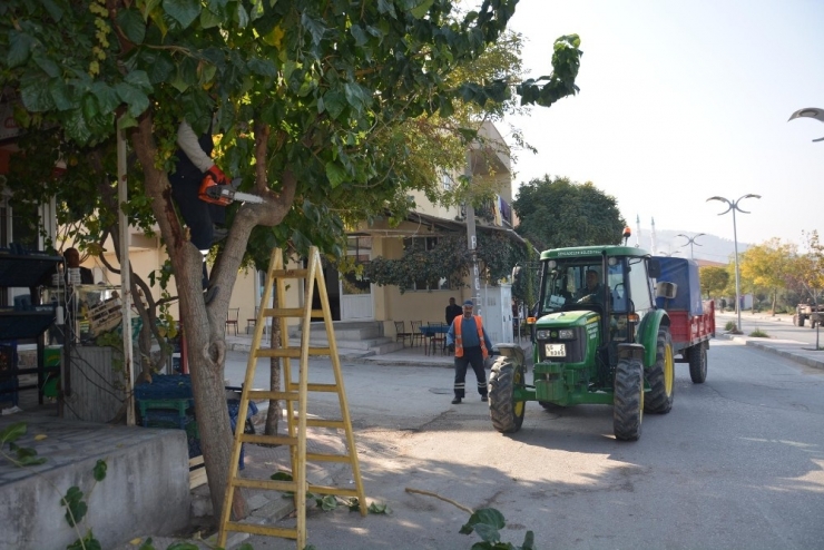 Ağaçlar Kışa Hazırlanıyor