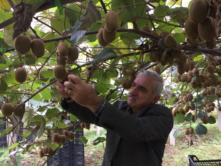 Kivi Üreticisi Memnun