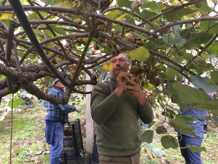 Kivi Üreticisi Memnun