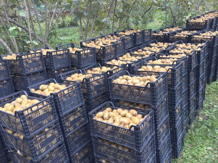 Kivi Üreticisi Memnun