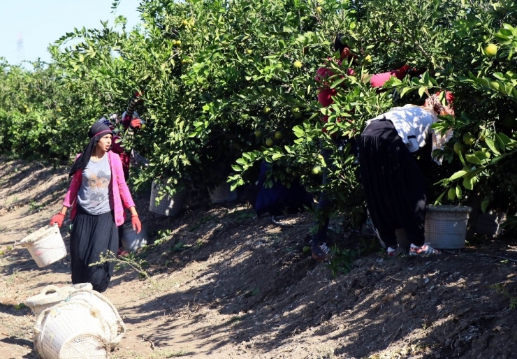 Ailesi İçin Okulu Bırakıp Tarlada Çalışıyor