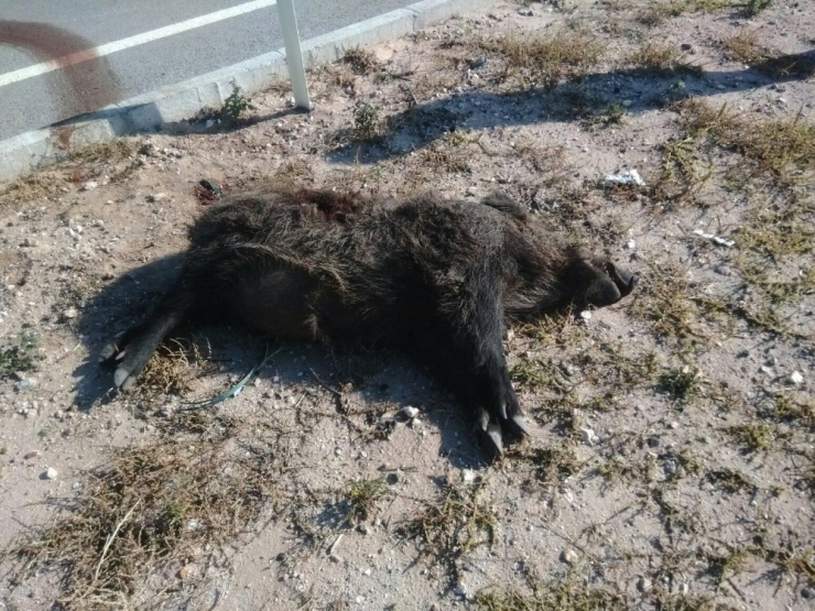 Yola İnen Domuza Otomobil Çarptı