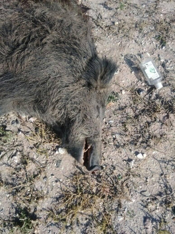 Yola İnen Domuza Otomobil Çarptı