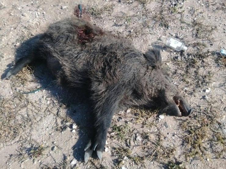 Yola İnen Domuza Otomobil Çarptı