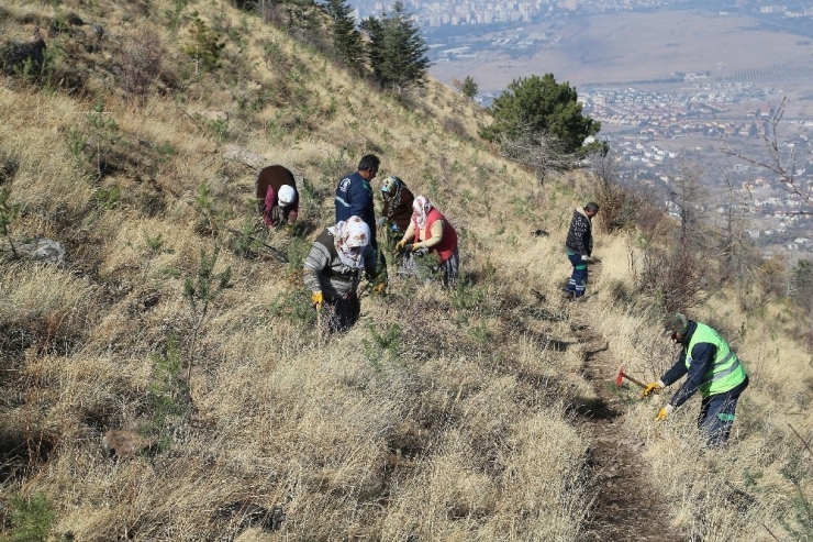 Ali Dağı Kayseri’nin Akciğeri Olacak