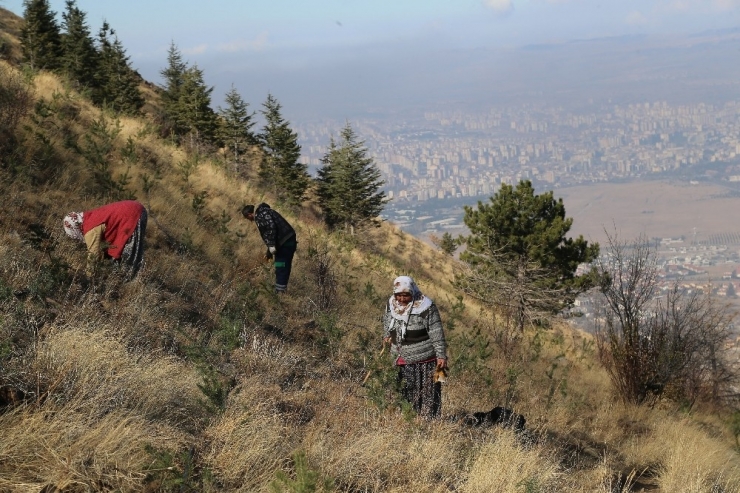 Ali Dağı Kayseri’nin Akciğeri Olacak