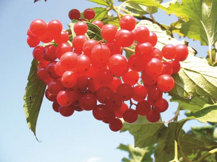 Böbrek Taşlarına Yüzde Yüz Doğal Gilaburine Formülü