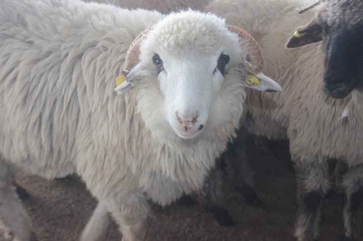 Tavşanlı’da 5 Çiftçiye Küçükbaş Hayvan Hibe Edildi