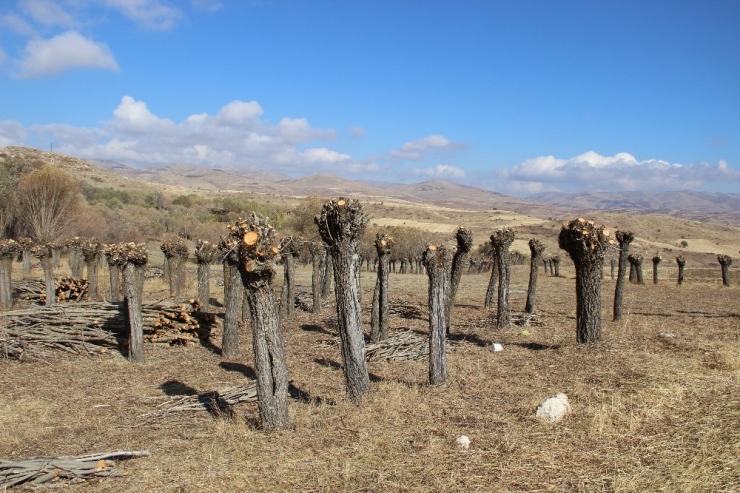 Dalsız Yapraksız Orman Dikkat Çekiyor