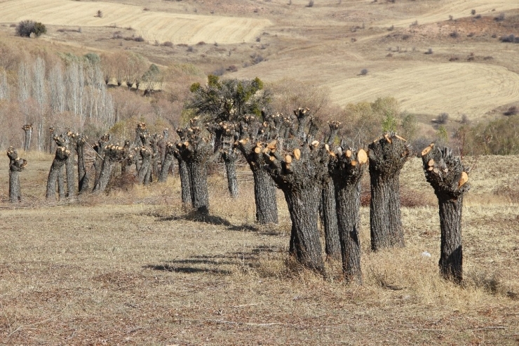 Dalsız Yapraksız Orman Dikkat Çekiyor