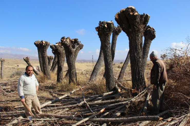 Dalsız Yapraksız Orman Dikkat Çekiyor