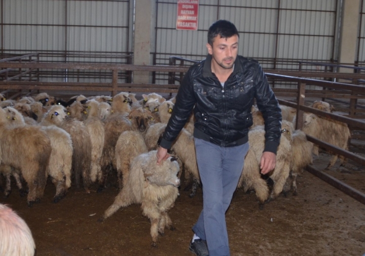 Bafra’da Genç Çiftçilere Hibe Koyun Desteği