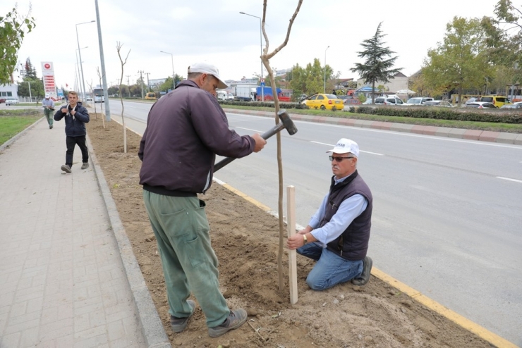 Talatpaşa Caddesine Oya Ağacı Fidanı