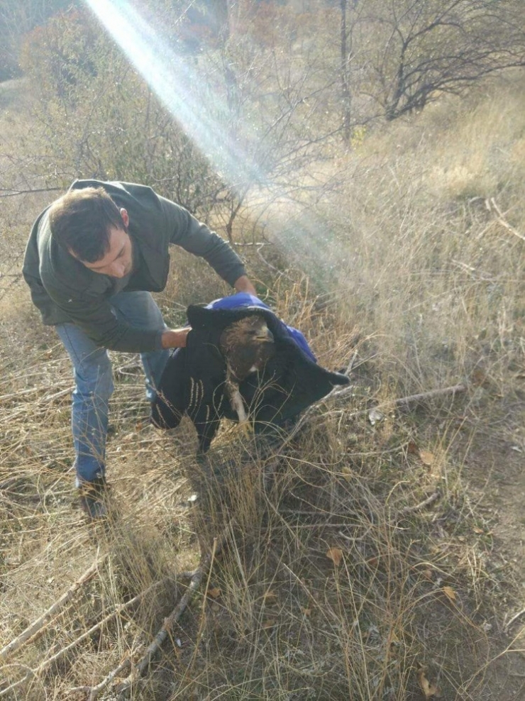 Kaçak Avcılar Kartal Vurdu
