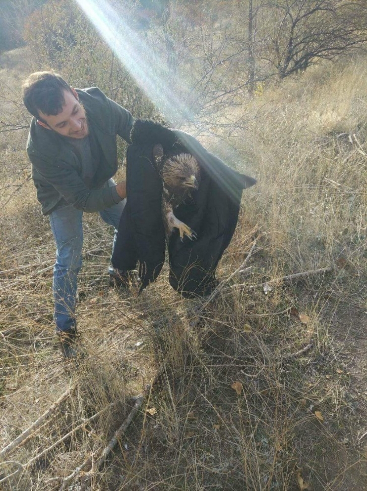 Kaçak Avcılar Kartal Vurdu