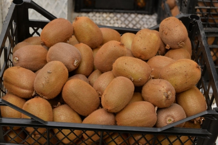 Kahramanmaraş Kivisi Tezgahlardaki Yerini Aldı