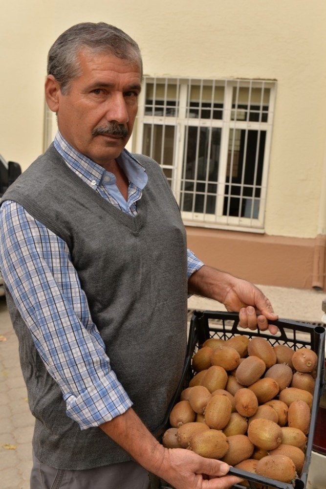Kahramanmaraş Kivisi Tezgahlardaki Yerini Aldı