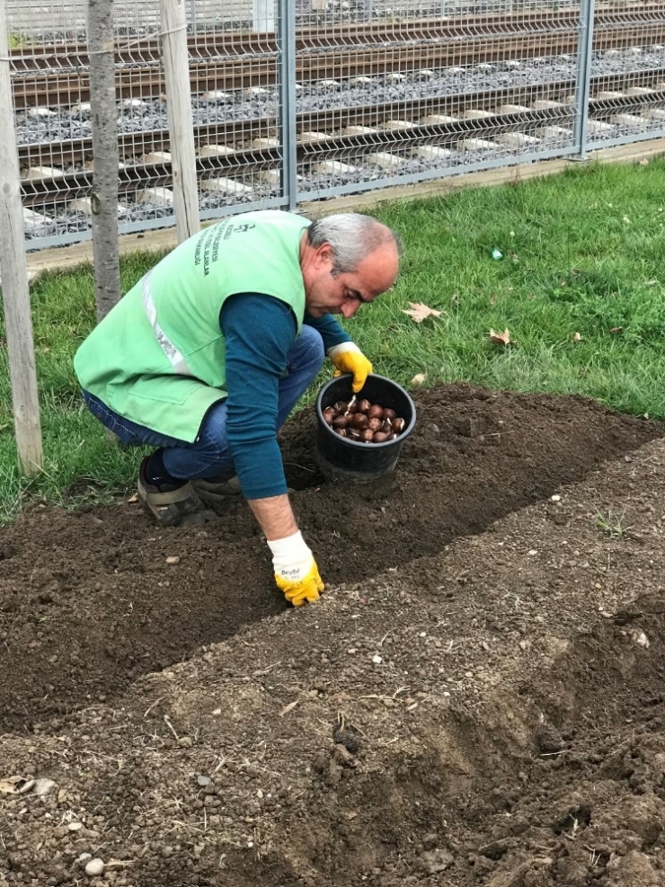 Kocaeli Laleler İle Renklenecek