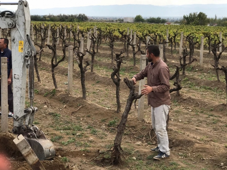 Üzüm Fiyatları Beklentiyi Karşılamayınca Bağını Sökmeye Başladı