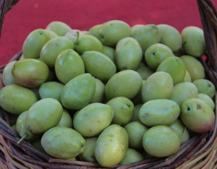 Zeytinin Kilosu 5 Liraya Düştü