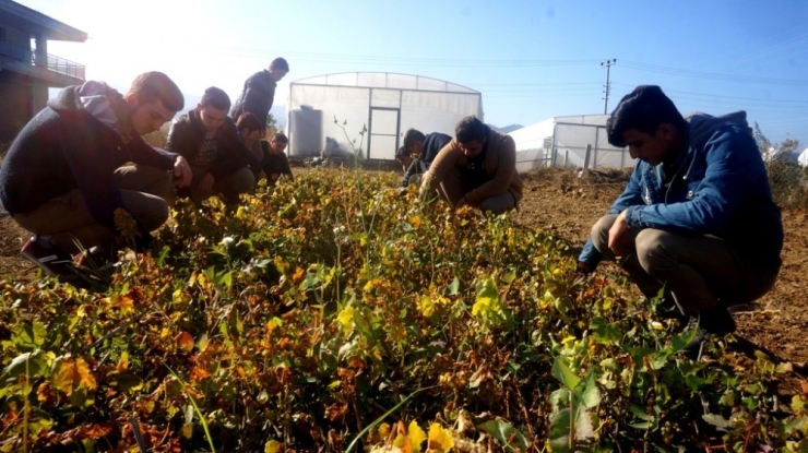 Öğrencilerin Yetiştirdiği Fideler Okullarına Gelir Olarak Dönüyor