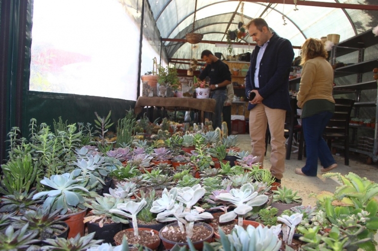 Kışın Da Bahçeyi Pencerenize, Balkona Getirebilir, Mandalina, Limon Yetiştirebilirsiniz