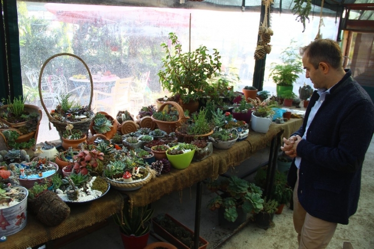 Kışın Da Bahçeyi Pencerenize, Balkona Getirebilir, Mandalina, Limon Yetiştirebilirsiniz